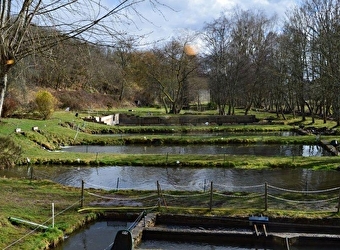 La Ferme Piscicole du Moulin  - LA PETITE-VERRIERE