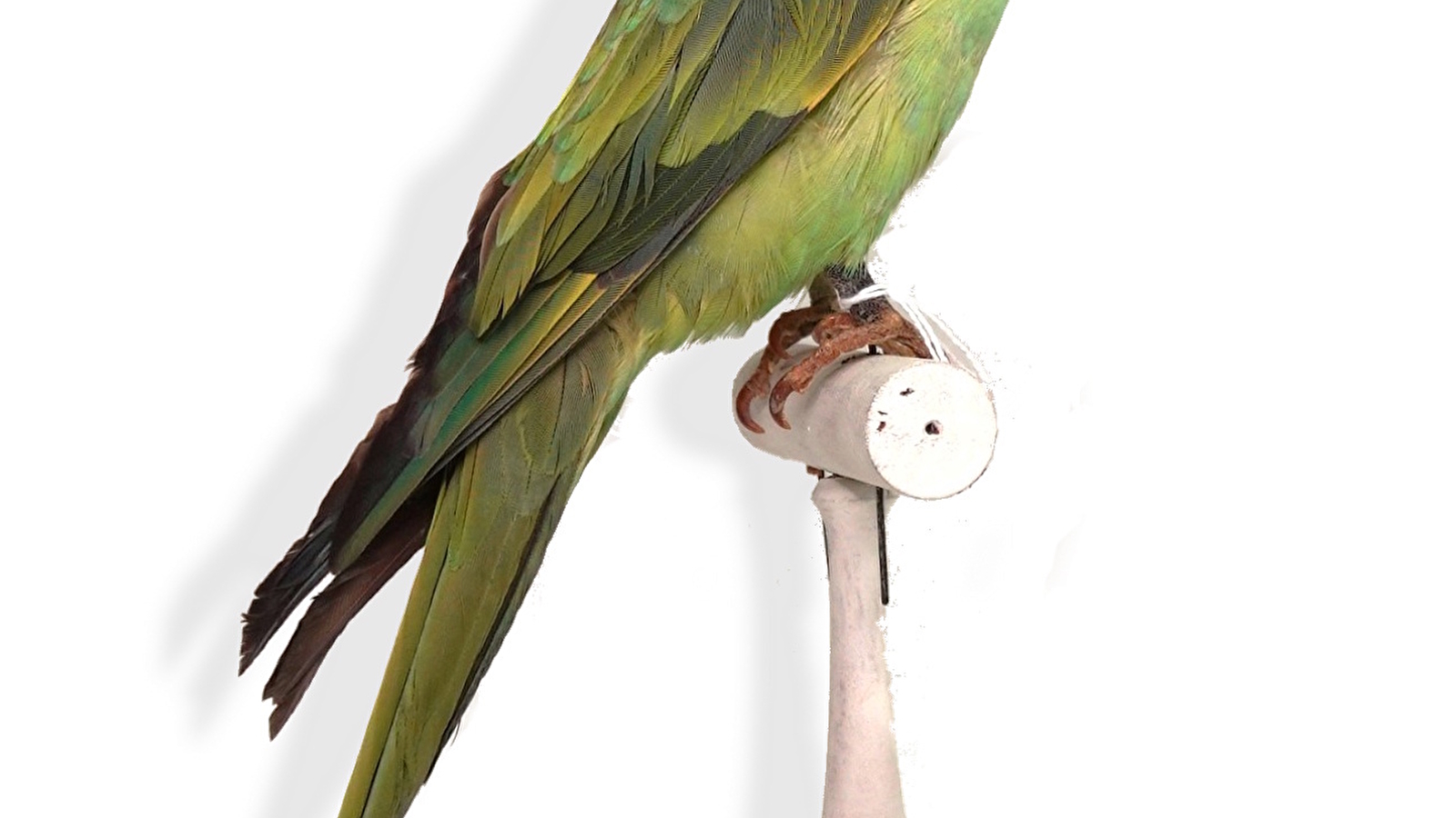 Visite guidée : Drôles d’oiseaux, lumière sur une collection exotique