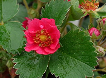 Le Jardin du Morvan - LAROCHEMILLAY