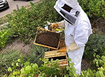 Les abeilles de la Terrière - DOMPIERRE-EN-MORVAN