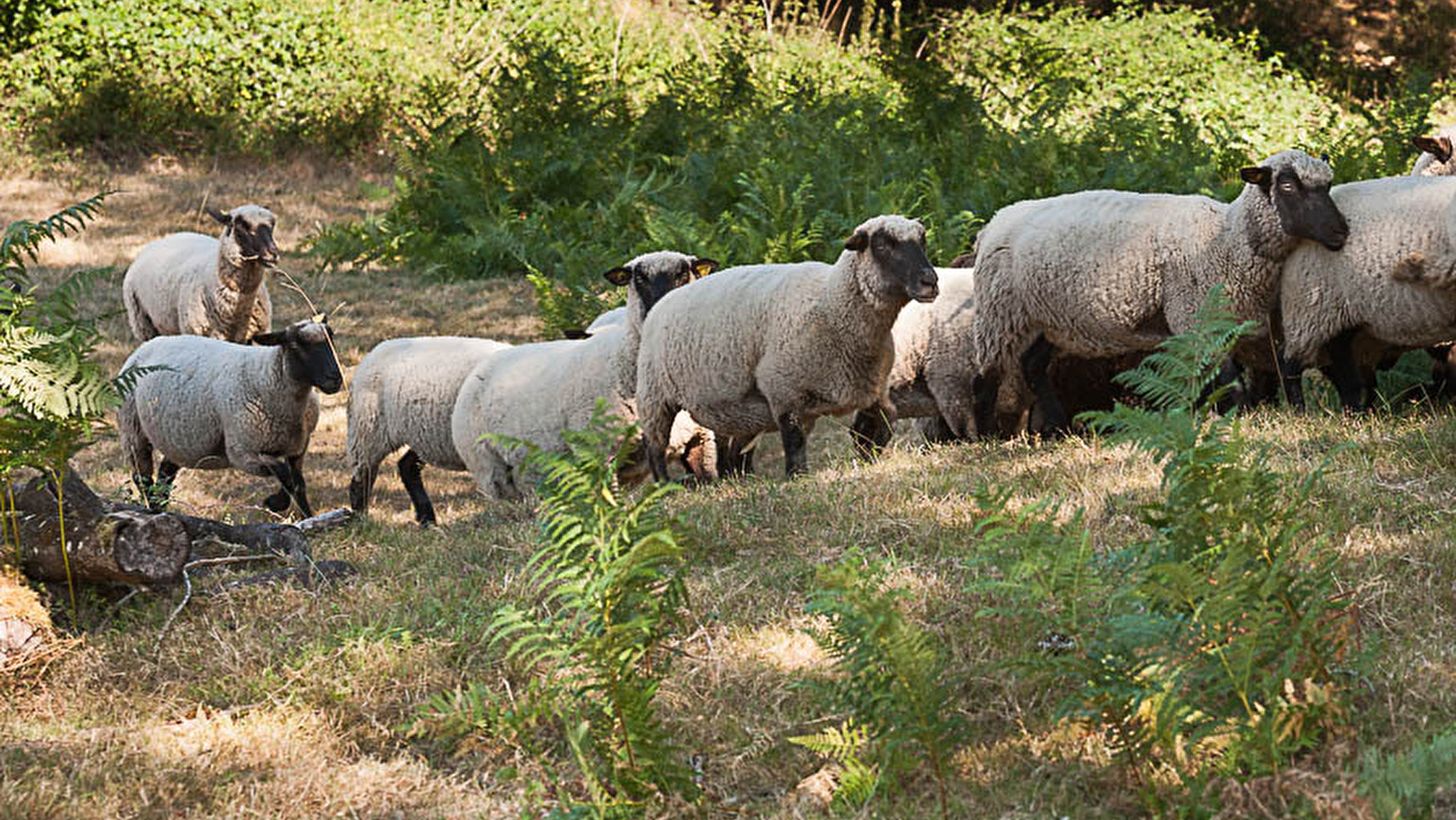 L'agneau de A à Z