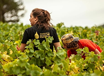 Vignerons de la Colline Eternelle - SAINT-PERE