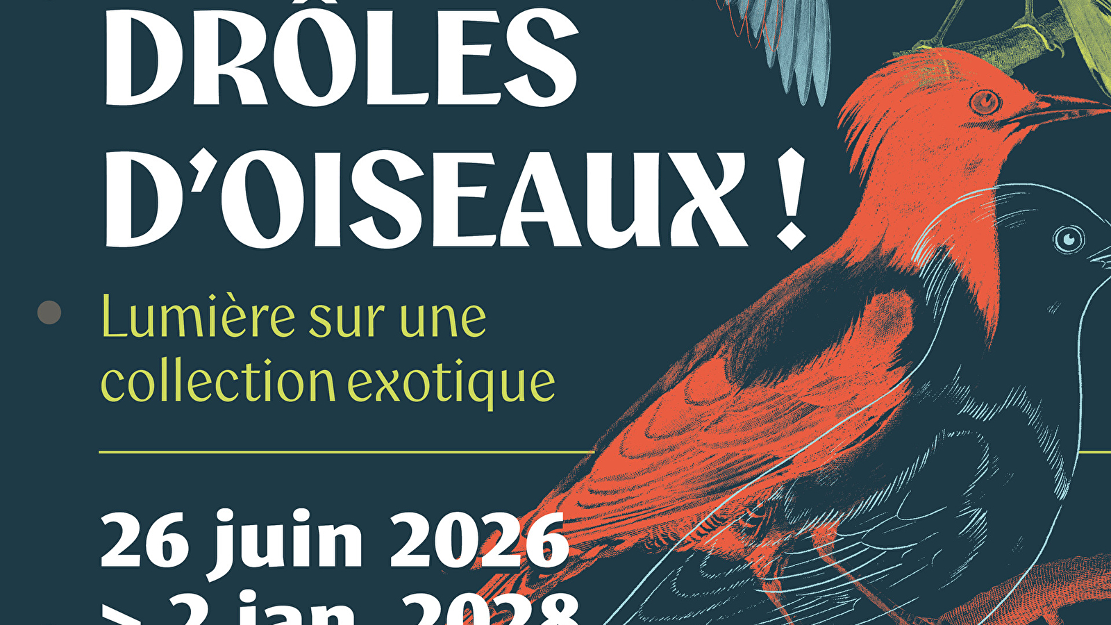 Exposition 'Drôles d'oiseaux : lumière sur une collection exotique'