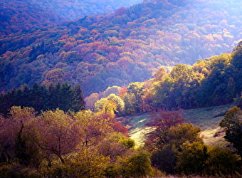Aire de pique-nique de Bellevue - LA CELLE-EN-MORVAN
