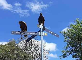 L'Echappée Morvan d'Ailes - Rando avec les rapaces - LA COMELLE