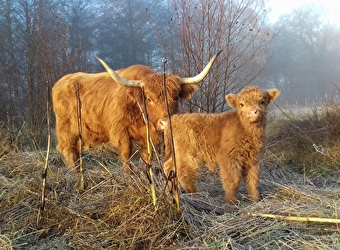 Balade Vaches écossaises, prairies morvandelles ! Mardi 28 juillet - SAINT-BRISSON