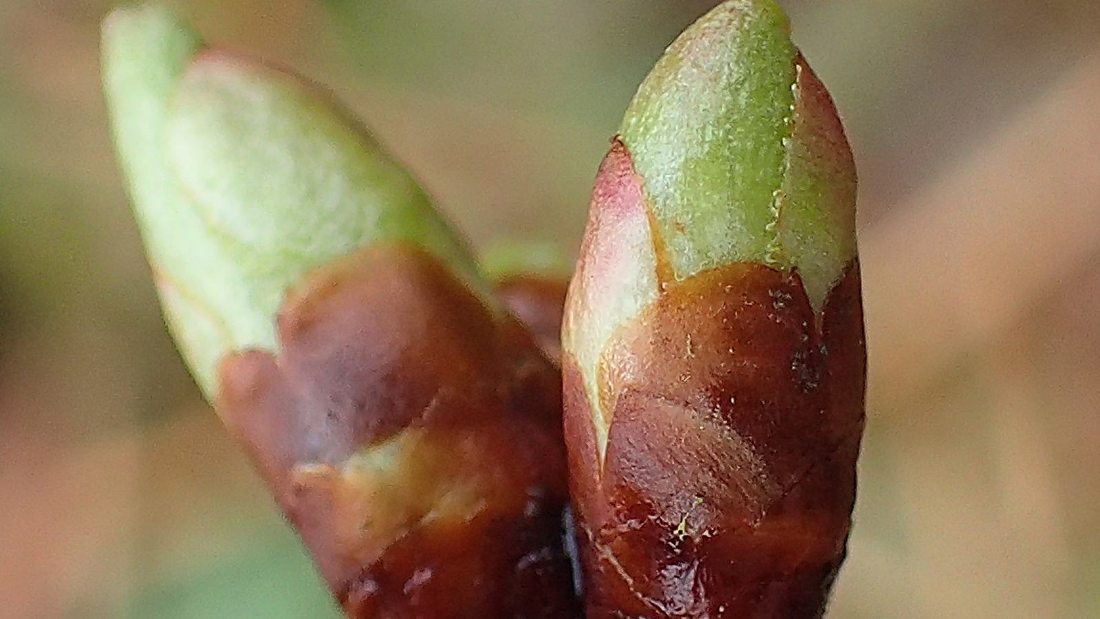 Stage: macérat glycériné de bourgeons