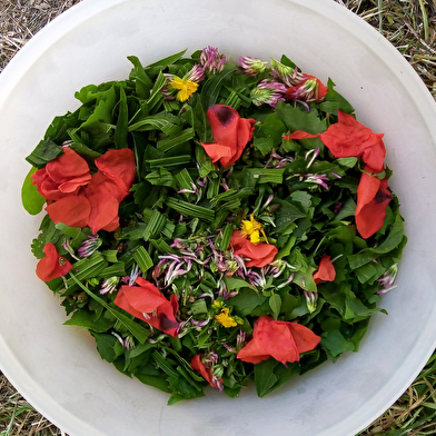 Stage Botanique et Usages des Plantes