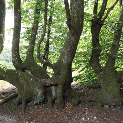 Association Patrimoine Mundaunien