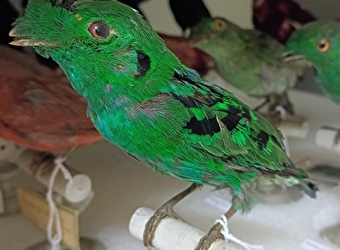 Mon oiseau exotique - Atelier pour les 7/12 ans - AUTUN