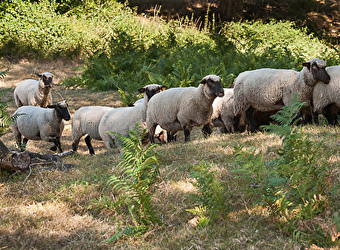 L'agneau de A à Z - MONTHELON