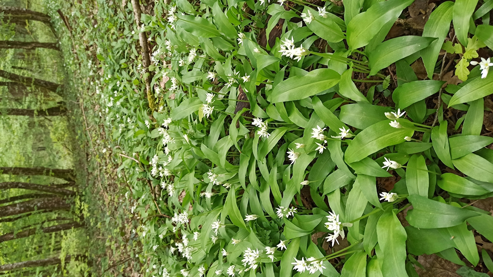 Stage Botanique et Usages des Plantes