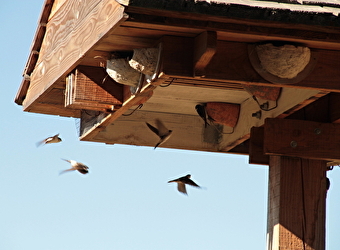 Atelier nature 'Nichoirs à Hirondelles' - Saint-Brisson