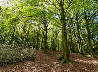 Voie celte Runchy  - MESVRES