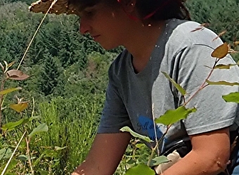 Silènes, graines du Morvan - SAULIEU