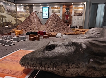 Visite guidée 'Les joyaux du Muséum' - AUTUN