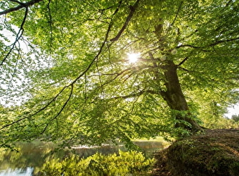 Etang de Préperny - ARLEUF