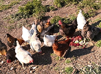 La Ferme des Grands Champs - LA CHAPELLE-SOUS-UCHON