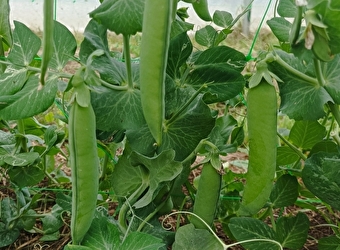 Les bio légumes de Luzy - LUZY