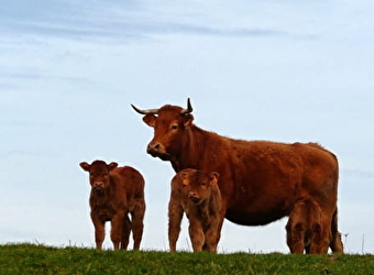 La Ferme du Martray - SEMELAY