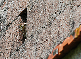 À la découverte de la nuit, de ses habitants et de la vallée de la Cure, Samedi 19 septembre
 - PIERRE-PERTHUIS