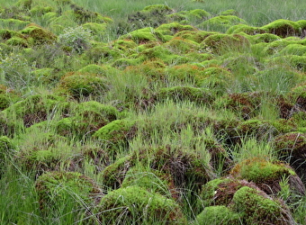 Balade nature  'La tourbière de Champgazon, un voyage dans le temps'  - Montsauche-Les-Settons