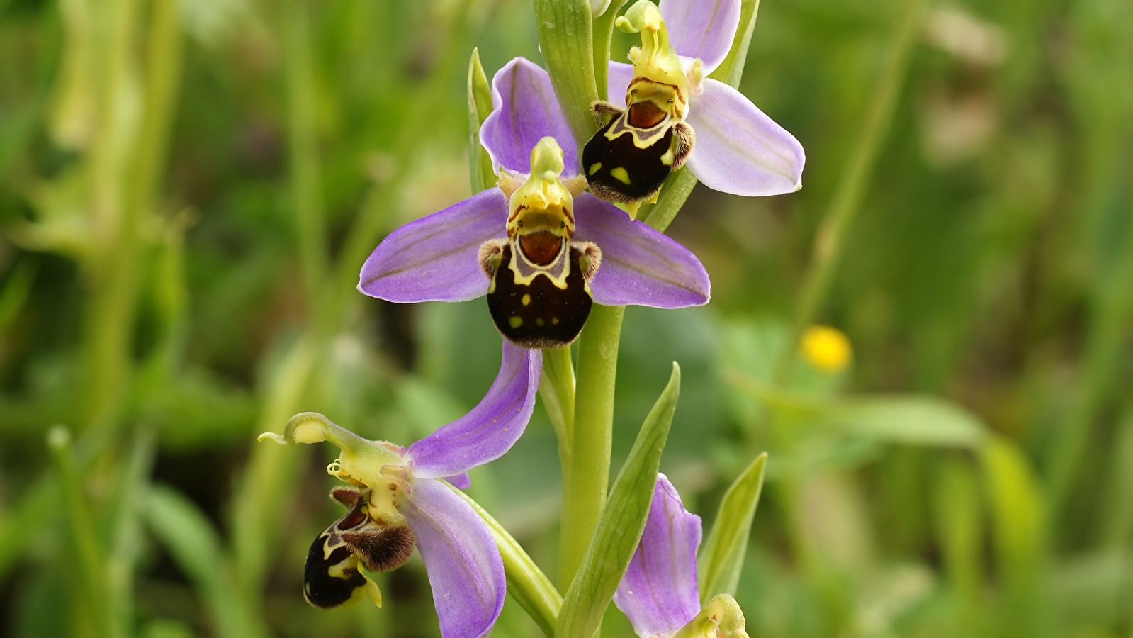 Balade nature 'Les orchidées sauvages de Vézelay'