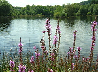 Etang Le Neptune - CHAMPEAU-EN-MORVAN