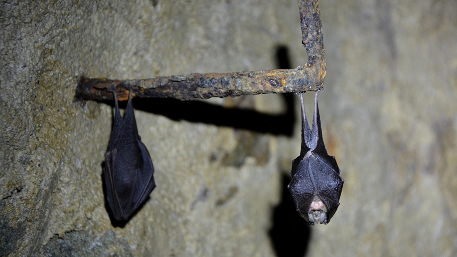 Nuit de la chauve-souris à Arnay le duc, Mercredi 1er juillet