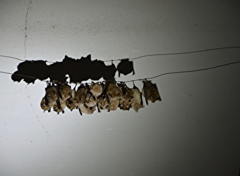 Nuit de la chauve-souris à Limanton, Mardi 21 juillet  - Limanton