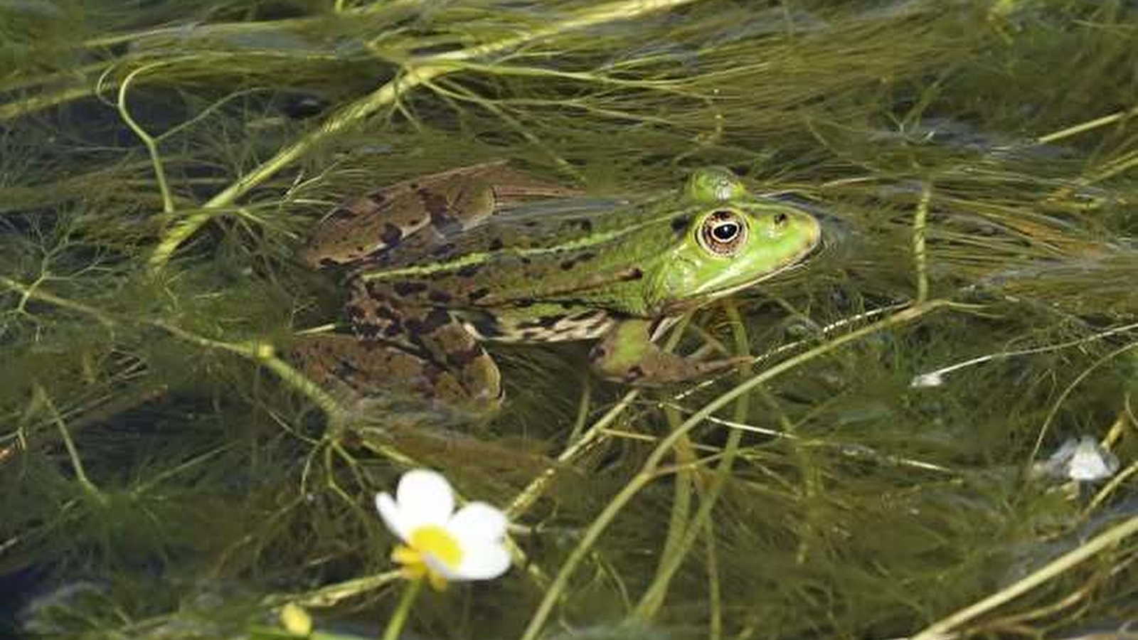 Fréquence Grenouille :  Partez à la découverte des batraciens & amphibiens de Sermizelles, le vendredi 24 avril 