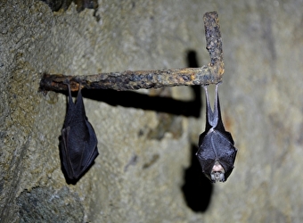 Nuit de la chauve-souris à Arnay le duc, Mercredi 1er juillet - Arnay-le-Duc