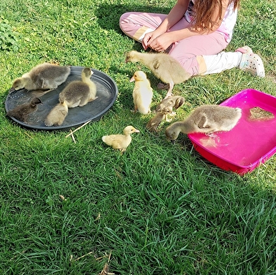 La ferme des mille et une découvertes