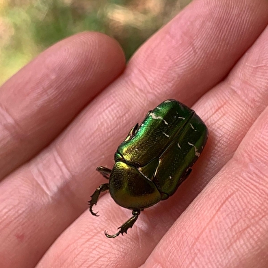Les Chemins du Vivant