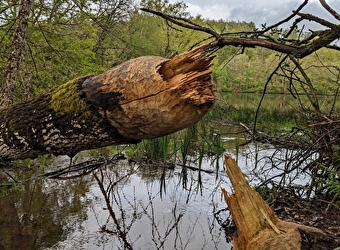 Balade nature : Sur les traces du Castor au lac de Chamboux, Jeudi 16 avril   - CHAMPEAU-EN-MORVAN