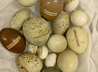 A chacun son œuf - Atelier pour les 4/6 ans - AUTUN