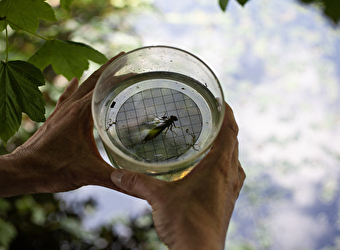 Ca grouille chez les grenouilles ! Le mercredi 15 avril 2026 - SAINT-BRISSON