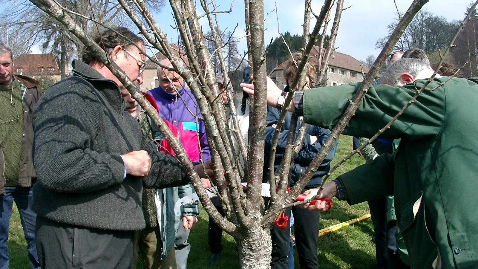 Stage verger : taille des arbres fruitiers