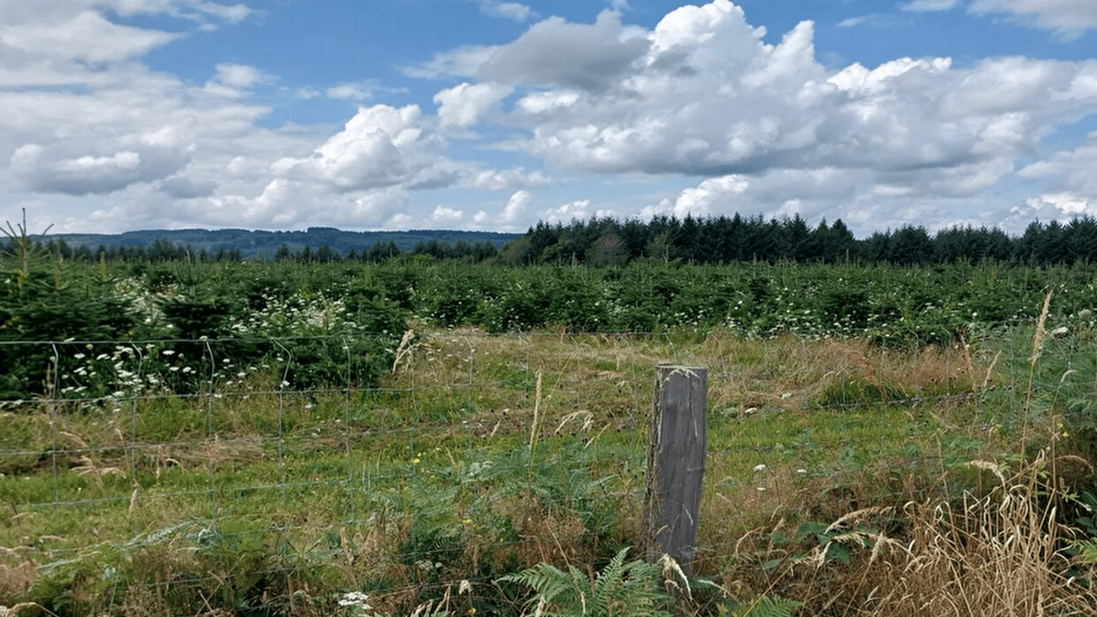 Entre prairies et forêts - la boucle des sapins de Noël -  ENS21
