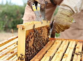 Stage d'initiation à l'apiculture - DOMPIERRE-EN-MORVAN