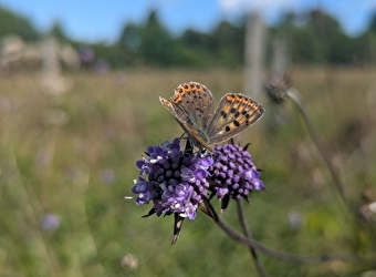 Dimanche 7 juin : Le petit peuple de l'herbularium - SAINT-BRISSON