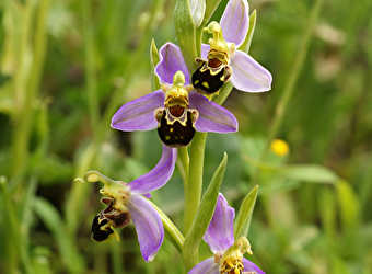  Balade nature  'Les orchidées sauvages de Vézelay' - VEZELAY