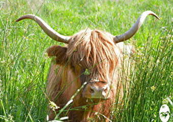 Vaches écossaises, prairies morvandelles ! - BRASSY