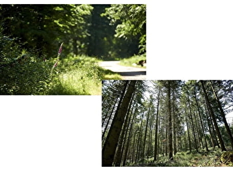 Boucle du Bois de Brenil - SAULIEU