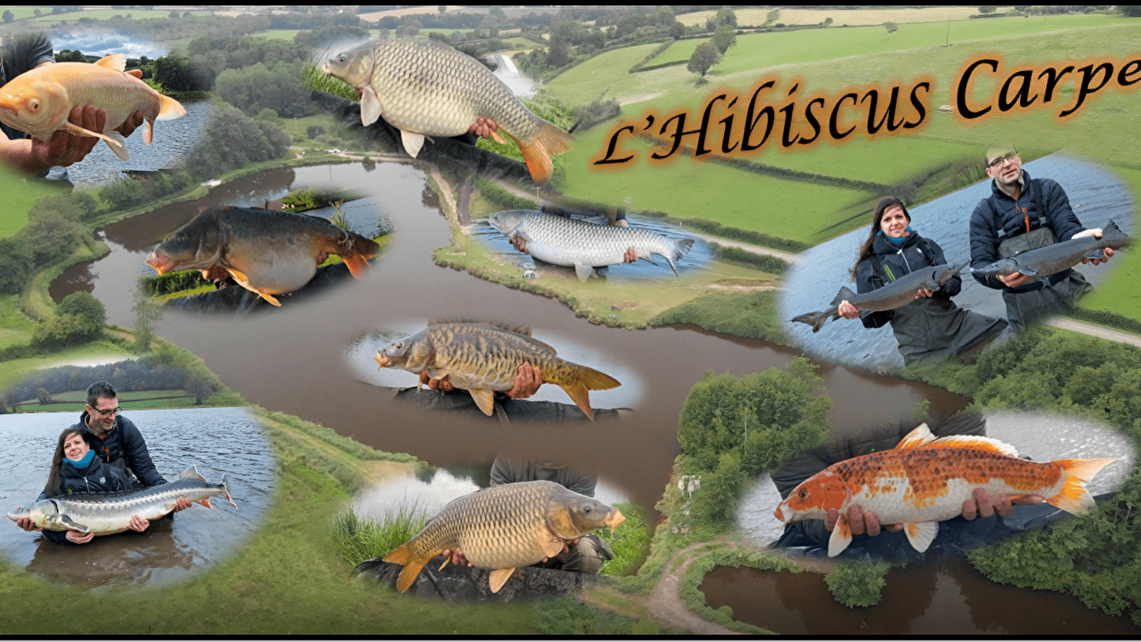 l'Hibiscus carpe