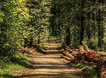 Gite au bois de Luzy - LUZY