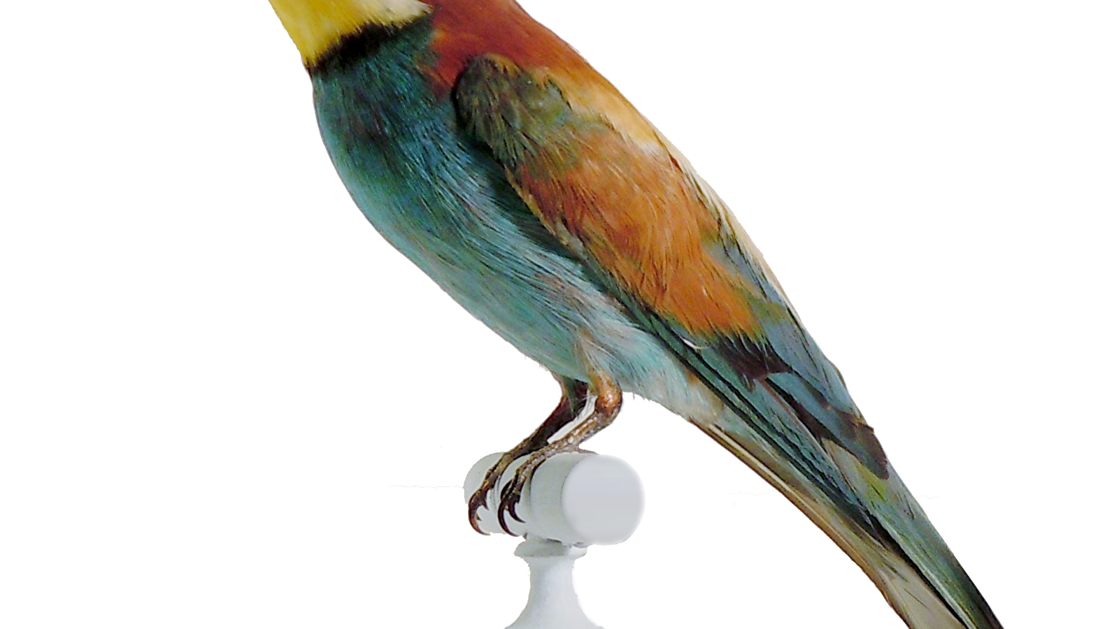 Les oiseaux exotiques du Muséeum - Atelier pour les 4/6 ans.