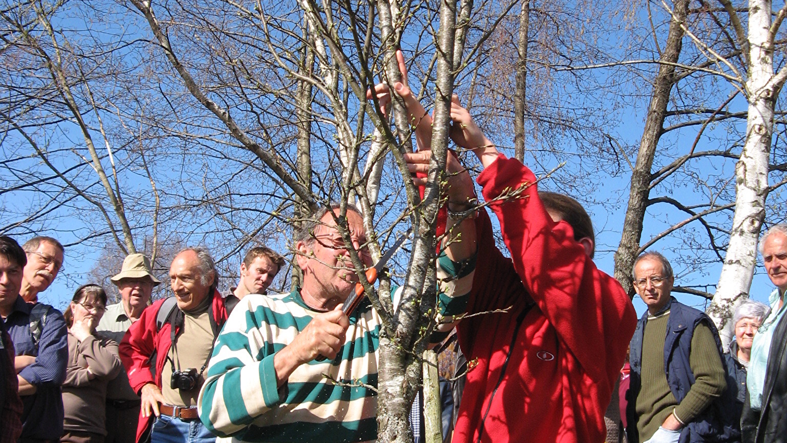 Stage verger : taille des arbres fruitiers