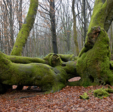 A l'assaut du Moussu ! Visite de la forêt du Beuvray réservée aux enfants. 