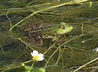 Fréquence Grenouille : Partez à la découverte des batraciens & amphibiens de Sermizelles, le vendredi 24 avril - Sermizelle